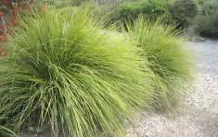 Lomandra "Tanika"