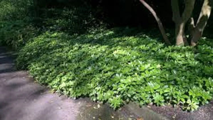 Pachysandra Terminalis