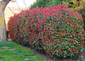 Photinia Red Robin