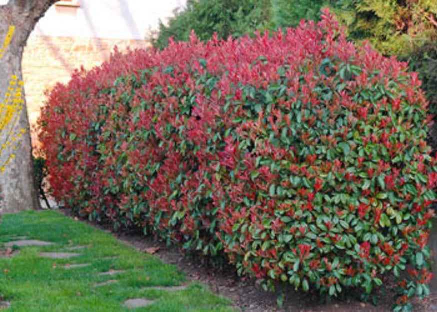 Photinia Red Robin