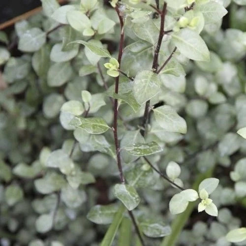 Pittosporum "Oliver Twist"