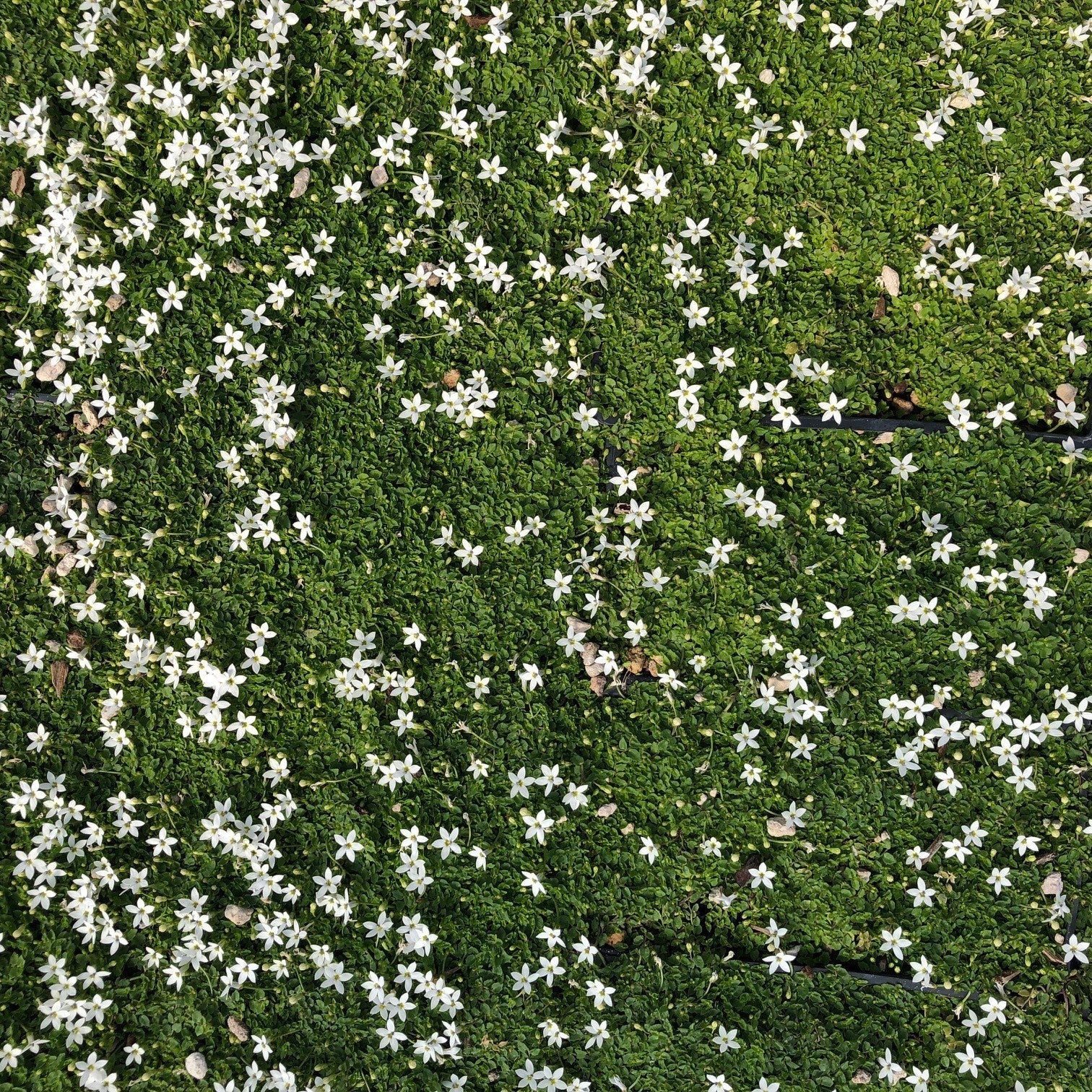 Pratia Puberula