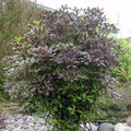 Pseudopanax Lessonii Purpurea