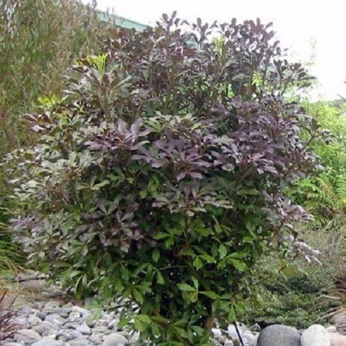 Pseudopanax Lessonii Purpurea