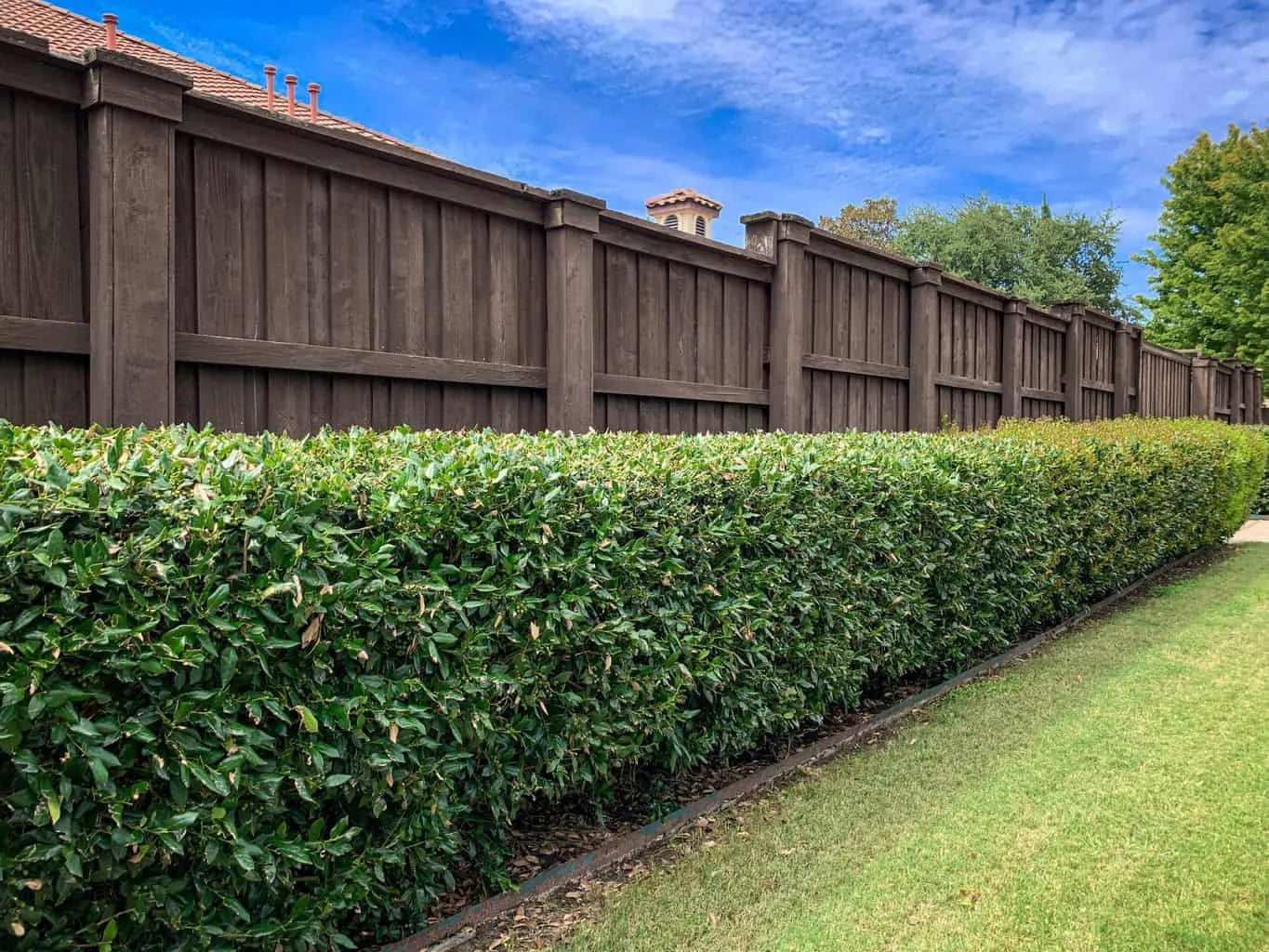 Vibirnum " Dense Fence"